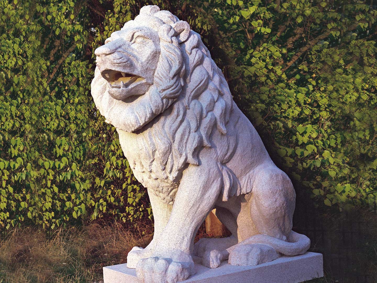 Gallery_Lions Two identical lion animal replicas for bavaria exhibits.